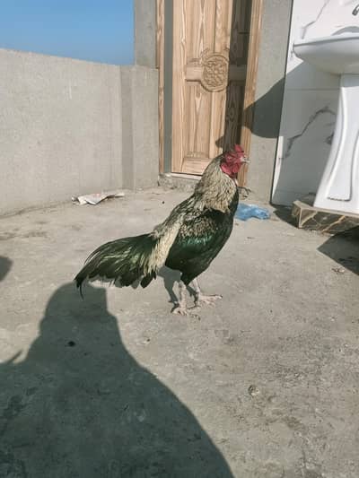 breeder pair for sale