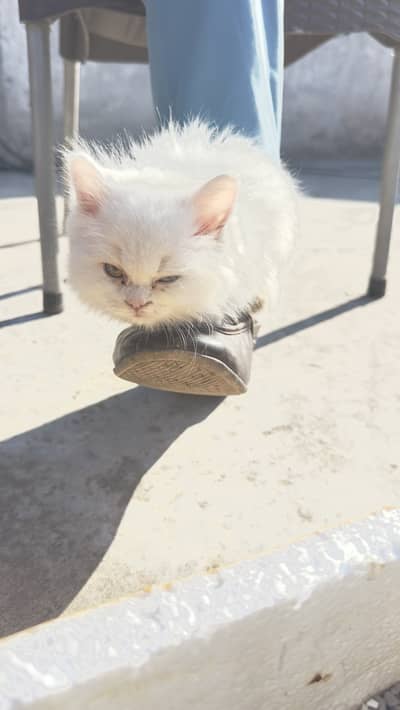 WHITE PERSIAN CAT