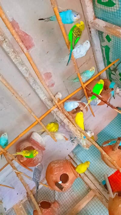 Budgie Breedar Pieces 03008658689 Australian Parrot