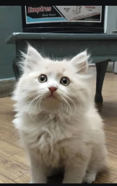 Persian kitten
