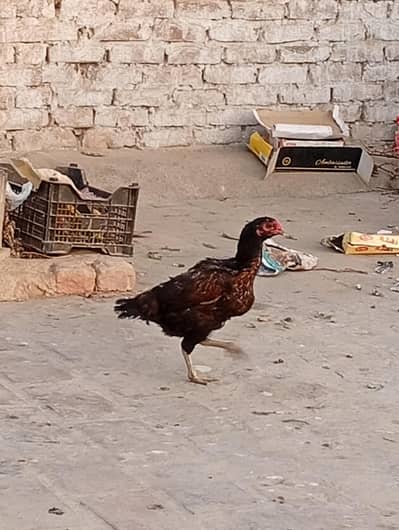 Thai pakoyi outclass