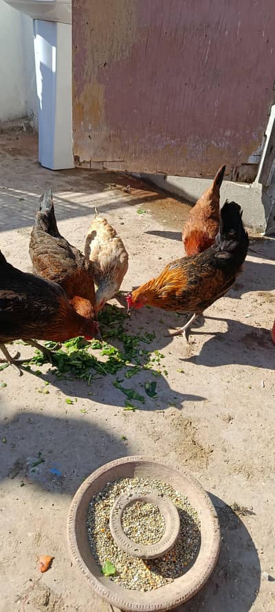 گھر کی مرغیاں ہیں انڈہ دینے کے قریب ہیں۔03067901675