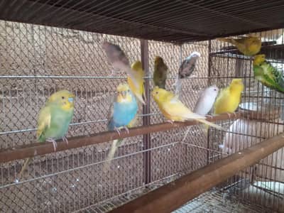 hongoromo budgies