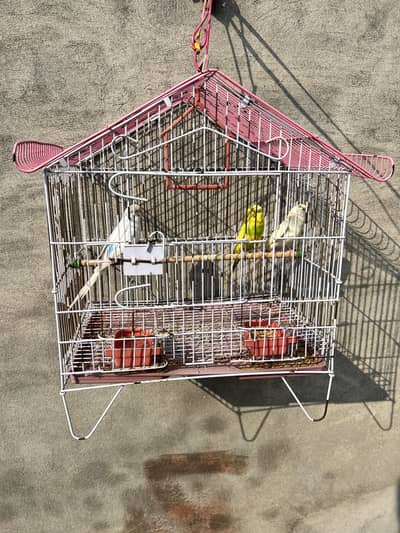Australian birds for sale