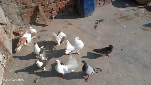 lukay or sharzii pair available