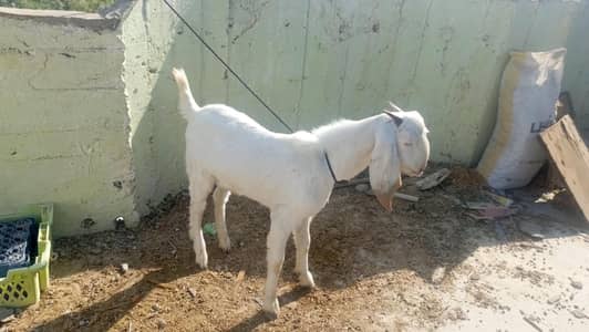 paper white gulabi pair