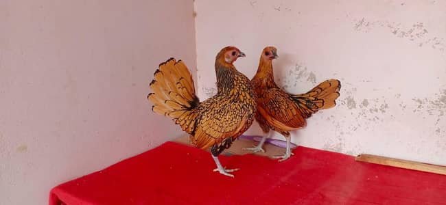 golden sebright two females