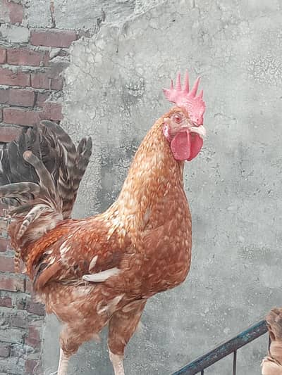 murga murgi in golden colour