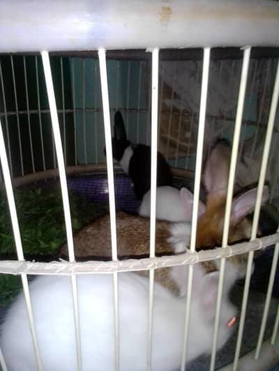 I have 1 female rabbit mother and 3 rabbits kids i want to sell them.