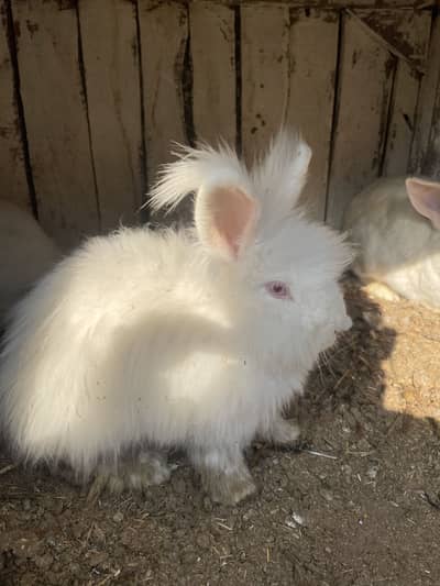 English angora pair / pure Newzeland pair argent sale 03368792398