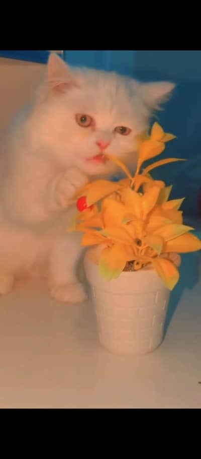 Cute fluffy persian kitten looking for new house (potty trained & play