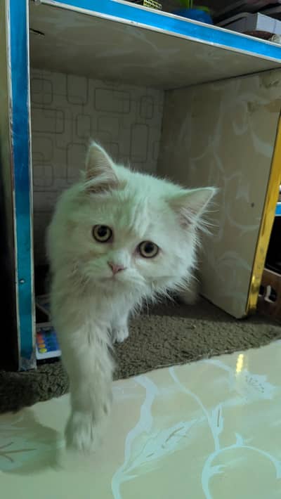 Cute fluffy persian kitten looking for new house (potty trained & play