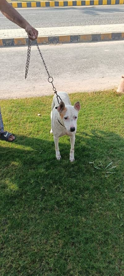 Gultair Female For Sale