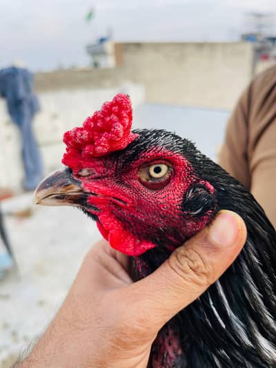 aseel parmoz  jet black big body patha for sale