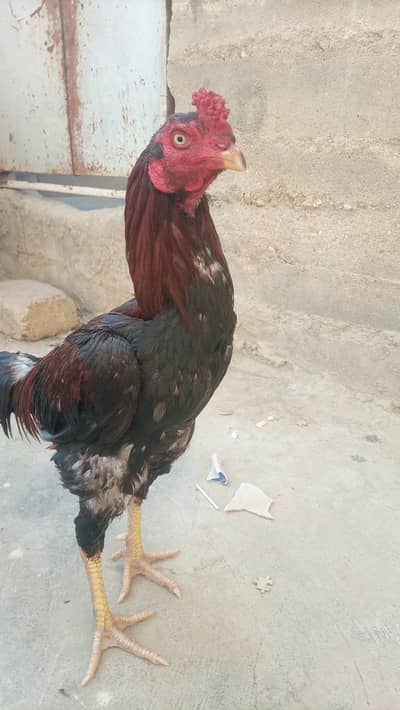 Aseel Jagiri . patha murgha