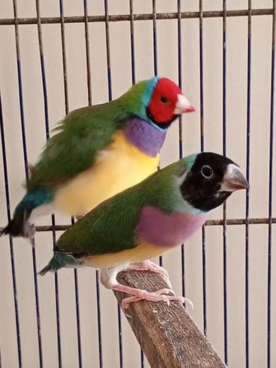 Goulding finch breeder pair