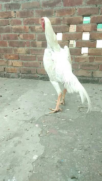 pure white shamo male available ha top quality