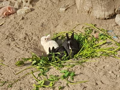 one pice white black brown