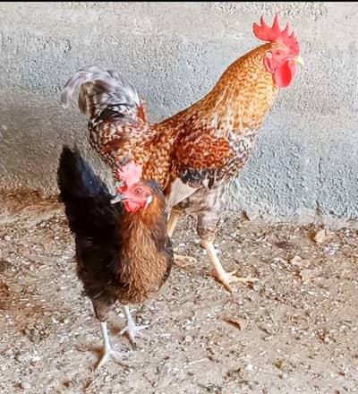 Misri egg laying pair