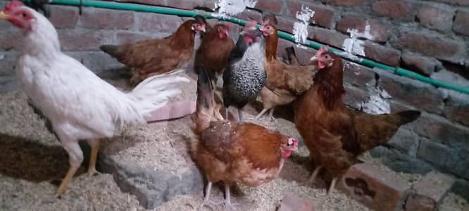 Desi murgi egg starter