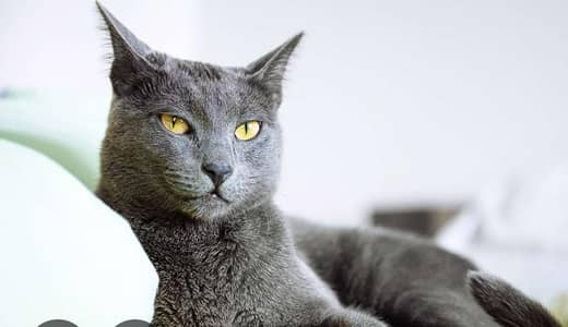 Russian blue cat