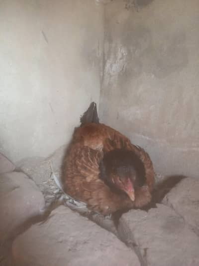 kurak pure aseel mianwali hen