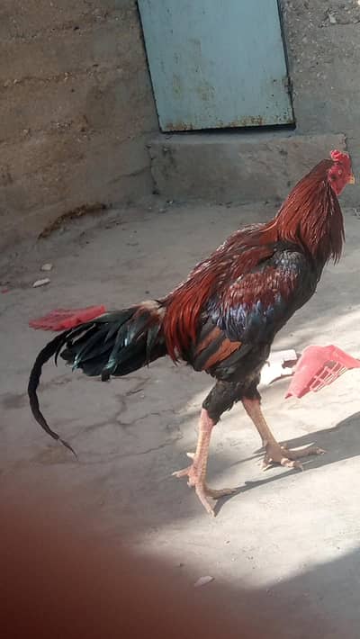 Aseel Jagiri  long Hight