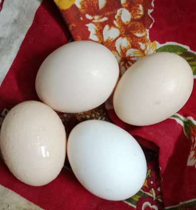 Firtail Eggs