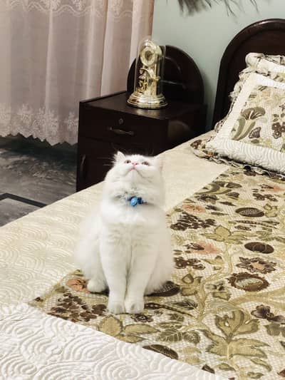 Persian single female cat