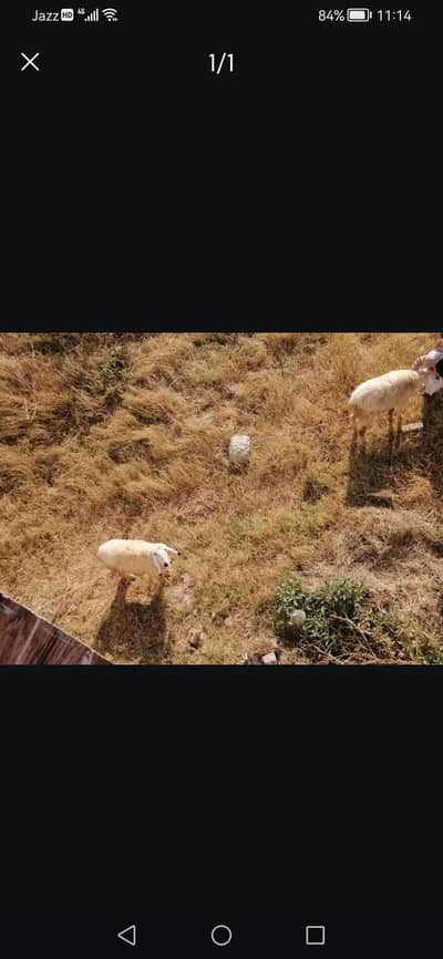 kajla n kajli for sale