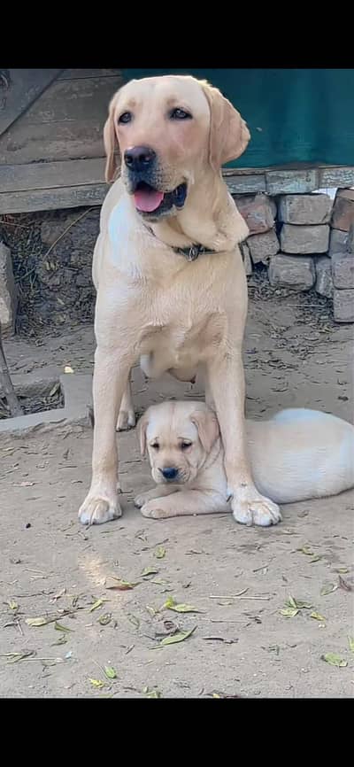 American labrador pair