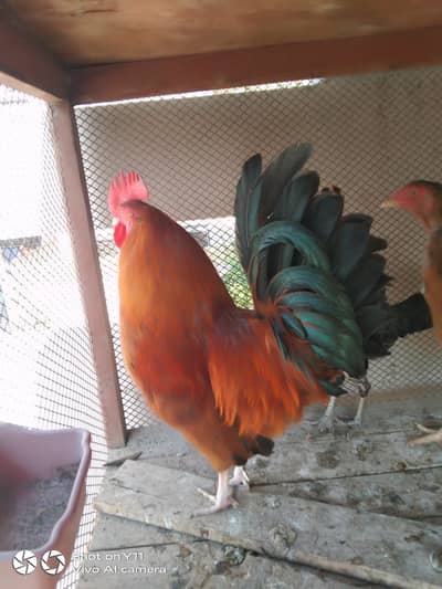 Golden misri |Desi murghi |Aseel murghi |eggs laying hens| مرغیاں|hens