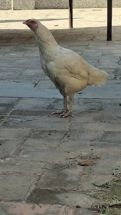 Paper white aseel heera female