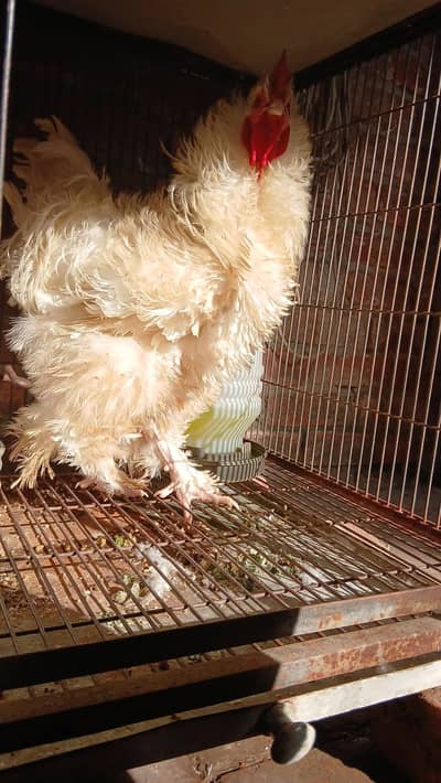 mix fancy breeds chiks availble only whatsapp