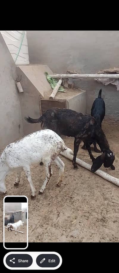 Makhi cheeni path and Sheri bakri for sale