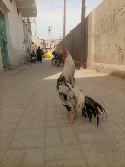 Aseel miyaa wali pewar full mast male