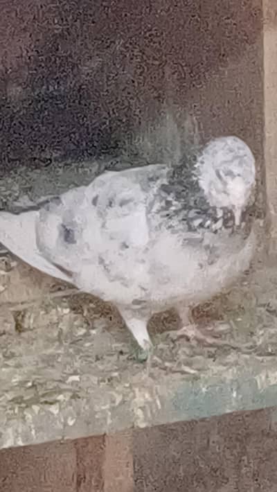 all original generation