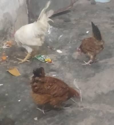 2 murgia Ando wali for sale