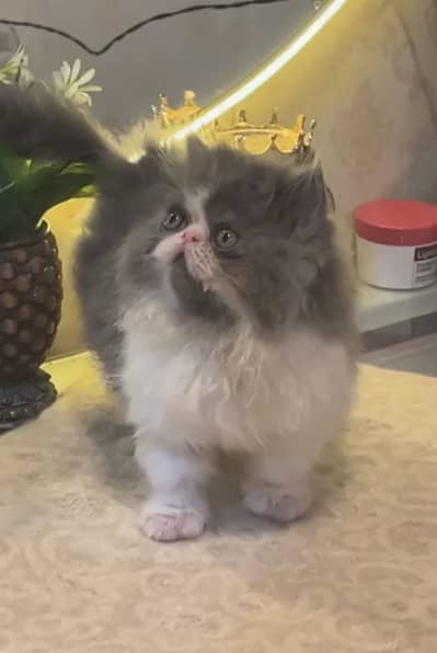 Persian Kittens | Triple coat | Punch Face | Cat Babies | Cute | sale