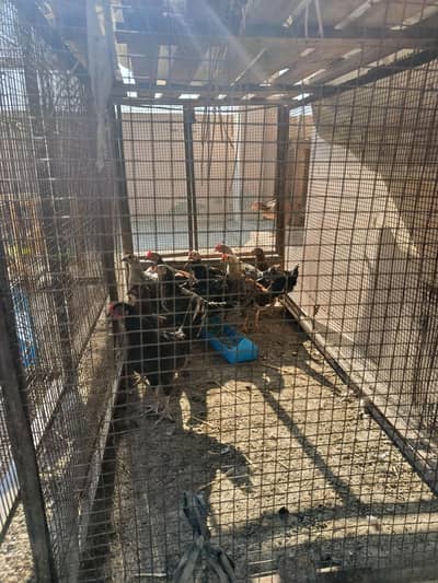 Desi Pathy Or Aseel Hen, s