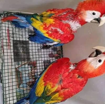 red macaw parrot chicks for sale call me 03203653808