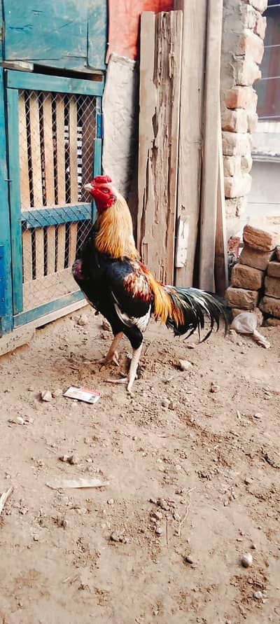 ماشاءاللہ ہائی کوالٹی مرغا 110 فیصد گارنٹی