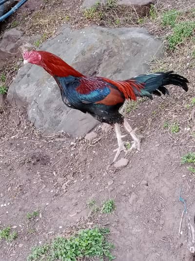 assel murga