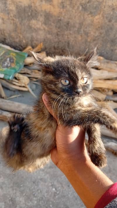 Persian cat Male brown shade