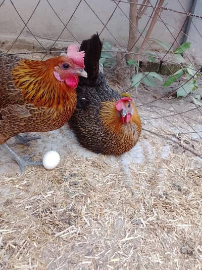 desi hens egg laying murgia