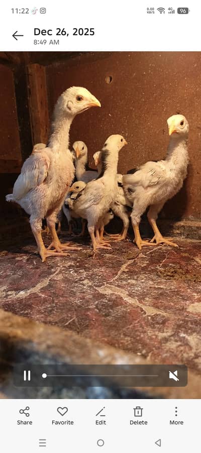 White Black king O Shamo Chicks