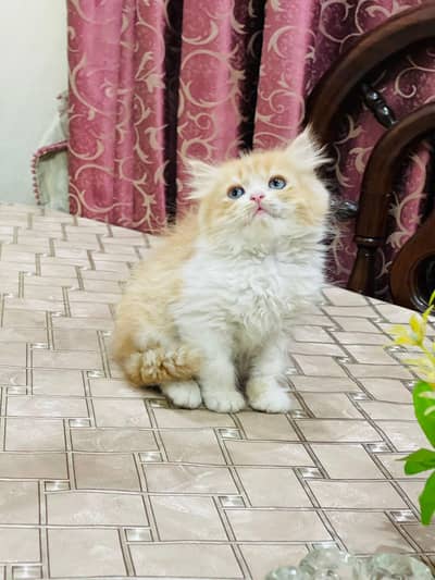 Strong bloodline triple coat male kitten available