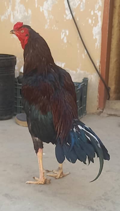 aseel mianwali 21 mahine ka pattha