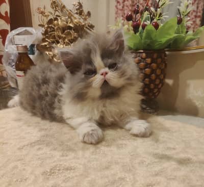 High quality Persian Kittens | Cat Babies | Fluffy Kitten | For sale
