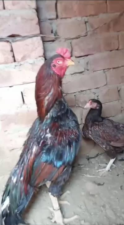 Amroha & bagyara  aseel